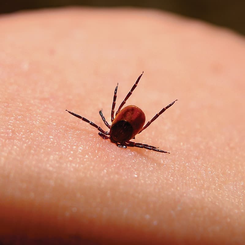 Autour de Lyme Infections froides